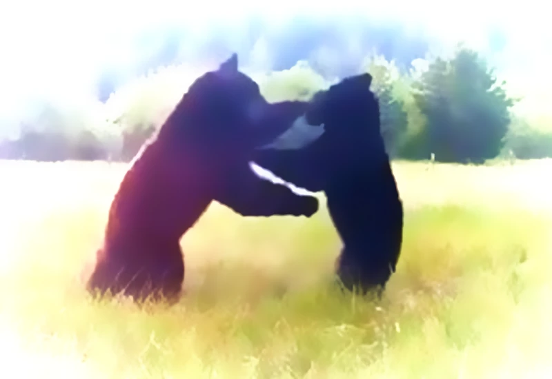 Bears Play