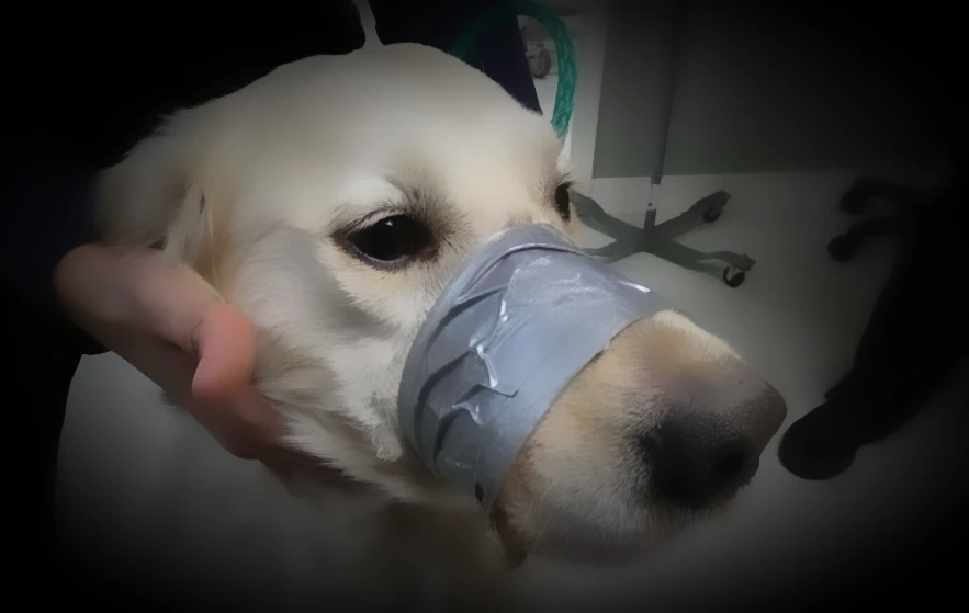 Dog with Mouth Taped Shut