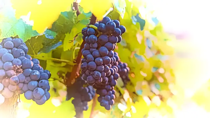 Grape Bunch on Vine