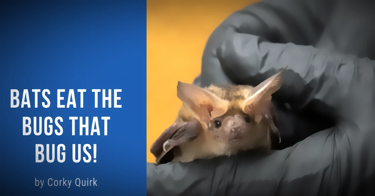 Bats Eat Bugs