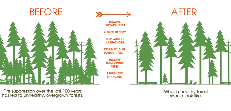 Forest Fire Fuel Reduction