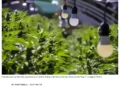 Crackdown on Pot Growers May Be Coming