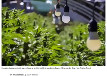 Crackdown on Pot Growers May Be Coming