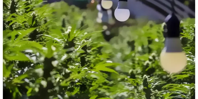 Crackdown on Pot Growers May Be Coming