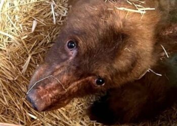 Assistance Sought in Locating Escaped Bear in South Lake Tahoe