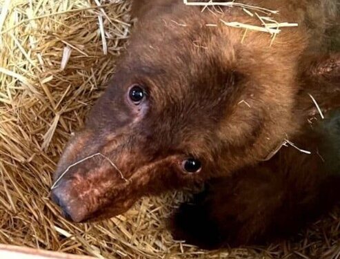 Assistance Sought in Locating Escaped Bear in South Lake Tahoe