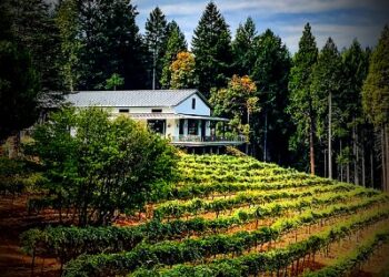 2020 Edio Vineyards Albariño