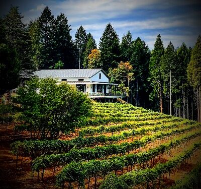 2020 Edio Vineyards Albariño