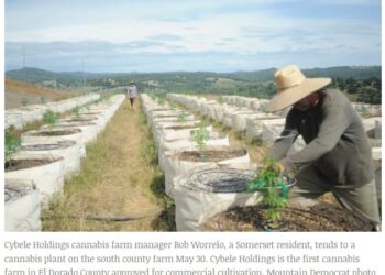 County’s first cannabis farm taking root