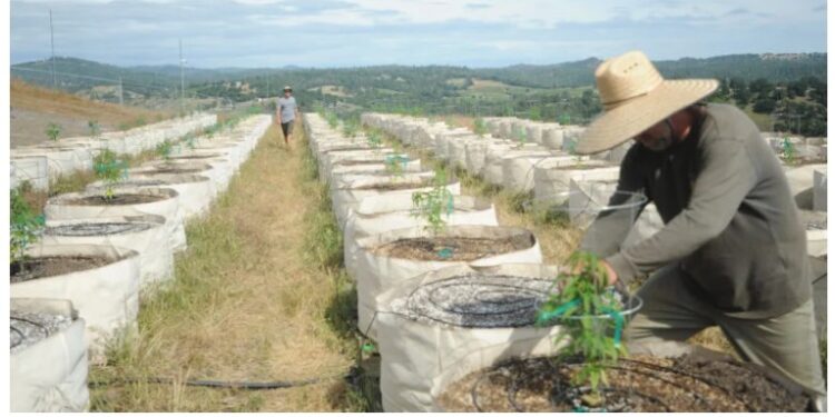 County’s first cannabis farm taking root