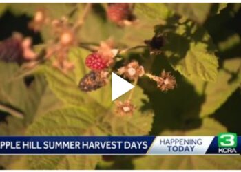 Apple Hill Growers welcoming visitors for Summer Harvest Days