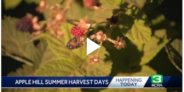 Apple Hill Growers welcoming visitors for Summer Harvest Days