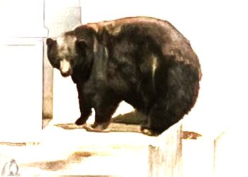 California Department of Fish and Wildlife Captures South Lake Tahoe Conflict Bear and Her Three Cubs