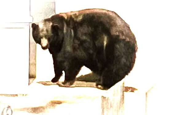 California Department of Fish and Wildlife Captures South Lake Tahoe Conflict Bear and Her Three Cubs