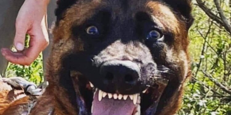 EDC Arrests and Activity on Aug 8 2023