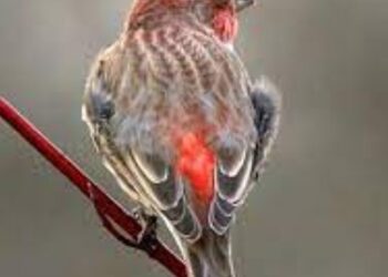 First 2023 Positive Sample for West Nile Virus Found in Bird