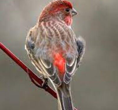 First 2023 Positive Sample for West Nile Virus Found in Bird