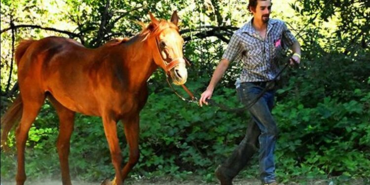 Medeiros & Filouette tackle 100-mile Tevis Cup