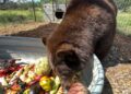 SLT Bear “Hank the Tank” has Arrived at a Wild Animal Refuge in Colorado