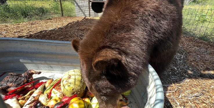 SLT Bear “Hank the Tank” has Arrived at a Wild Animal Refuge in Colorado