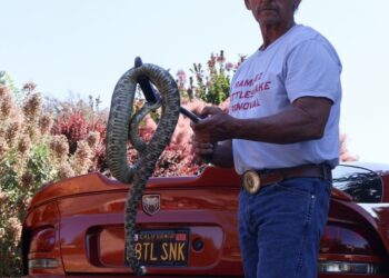 A Rattlesnake Wrangler’s Garage Full of Venom