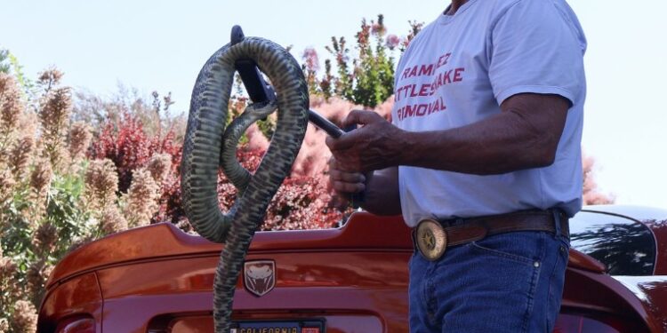 A Rattlesnake Wrangler’s Garage Full of Venom