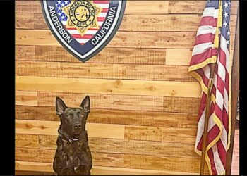 Anderson PD Deployed K-9 Ivan – Arrested 44-year-old El Dorado County resident Richard Gomez
