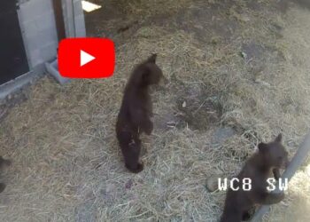 Bear cubs captured in Tahoe learning to be wild again at Sonoma County Wildlife Rescue