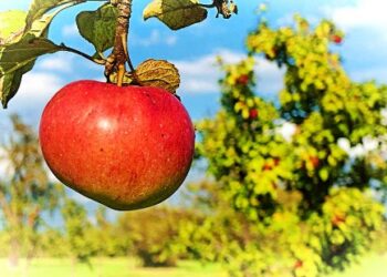 Apple Hill Prepares for Opening Day