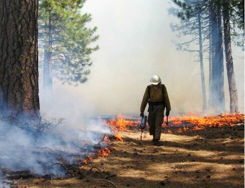 Weighing the Costs: Fire Suppression vs. Prescribed Fire
