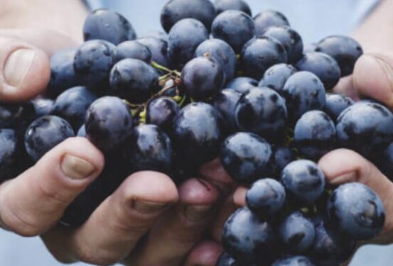 The 2023 Harvest is Poised to Take El Dorado’s Wines to Even Greater Heights