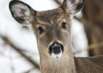 No Feeding Deer, Bear, or Lions on the Agenda