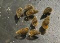 Invasive New Zealand Mudsnails Discovered in Lake Tahoe