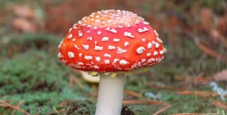 Mushroom Mayhem: Unraveling Tahoe’s Mario-Like Phenomenon