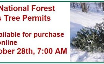 Eldorado National Forest Christmas Tree Permits Available Soon