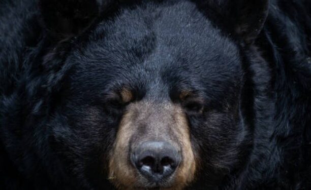 Cooler Fall Temperatures Signal Shift in Black Bear Behavior