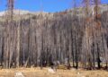 Caldor Wildfire Devastation along Highway 50 above Lake Tahoe.