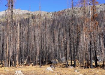 Caldor Wildfire Devastation along Highway 50 above Lake Tahoe.