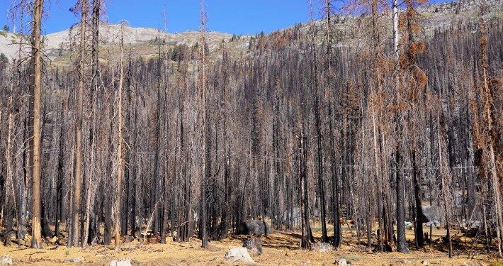 Caldor Wildfire Devastation along Highway 50 above Lake Tahoe.