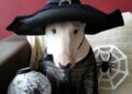 Halloween Witch Dog