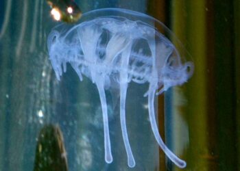 Exploring the Enigma: Rare Jellyfish Sighting in Stumpy Meadows Reservoir