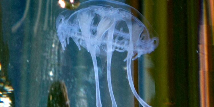 Exploring the Enigma: Rare Jellyfish Sighting in Stumpy Meadows Reservoir