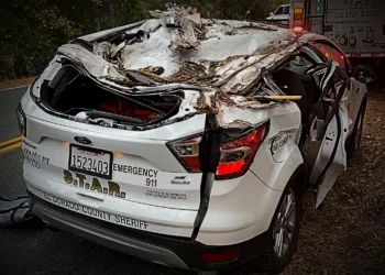 Tree falls on S.T.A.R car