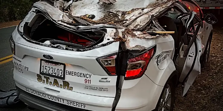 Tree falls on S.T.A.R car