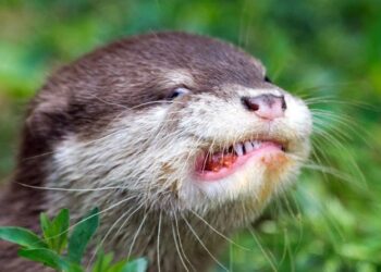 Aggressive Otter Attack