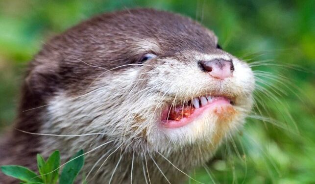 Aggressive Otter Attack