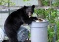 Tahoe Bear in Trash
