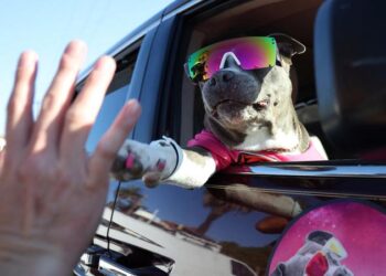 AKC Reveals the Top Dog Names of 2023: Luna and Max Lead the Pack