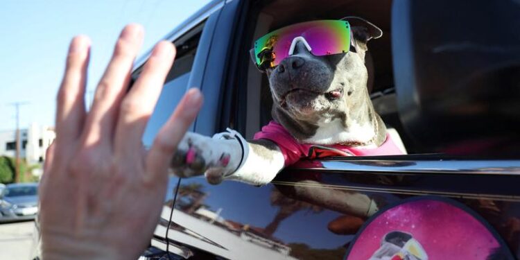 AKC Reveals the Top Dog Names of 2023: Luna and Max Lead the Pack