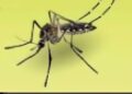 West Nile Virus Death